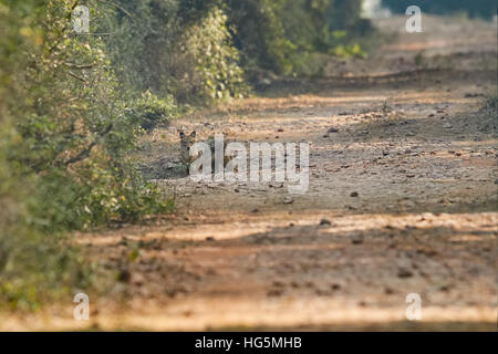 Le Chacal (Canis aureus), le parc national de Keoladeo Ghana, Rajasthan, Inde Banque D'Images
