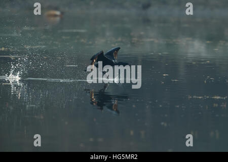Nature fond flou, Indian Cormorant, un oiseau d'eau noire est décoller de l'eau dans un étang à poissons après avoir fini de manger, Banque D'Images