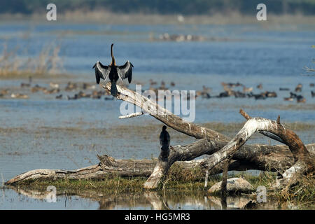 Un Oriental darter Anhinga rufa) (aussi connu comme un Snakebird, perché sur une branche morte isolés contre un habitat naturel Banque D'Images