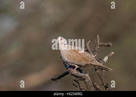 Grèbe huppé (Streptopelia decaocto) assis sur une branche avec la végétation dans l'arrière-plan Banque D'Images