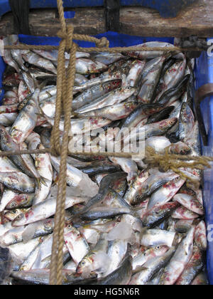 Le poisson dans le panier pour la vente. Normalement pêcheur sur les bicyclettes au Kerala sur rue pour vendre. Kerala, Inde Banque D'Images