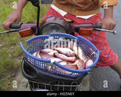 Le poisson dans le panier pour la vente. Pêcheur normalement sur les bicyclettes au kerala sur rue pour vendre. Kerala, Inde Banque D'Images