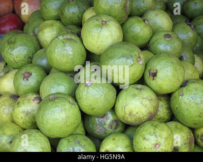 Psidium guajava Goyave - fruits à la vente. Kerala, Inde Banque D'Images