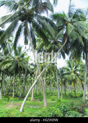 - Plantation de cocotiers. Kerala, Inde Banque D'Images