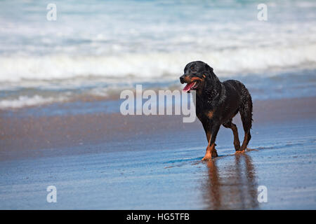 Rottweiler marche sur plage de sable noir. Heureux chien mouillé après une course le long de mer surf. Actions de formation, des jeux avec votre animal de compagnie Banque D'Images