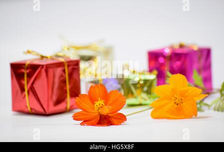 Portrait de fleur orange avec des dons contre fond blanc Banque D'Images