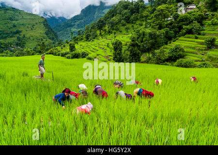 Paysage agricole, les femmes travaillant dans les rizières de terrasse verte, dans la vallée de la Marsyangdi, Bahundanda, Yunnan Banque D'Images