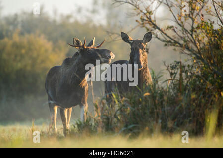 Élans au lever du soleil sur la prairie pendant la saison du rut, l'Estonie Banque D'Images