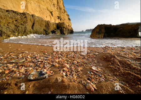 Coquillages sur la plage Banque D'Images