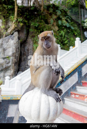 Singe macaque à Batu Caves, Kuala Lumpur, Malaisie, Asie Banque D'Images