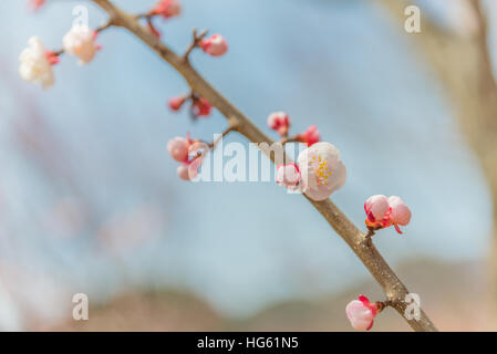 Les fleurs de cerisier rose sur une branche de près. Banque D'Images