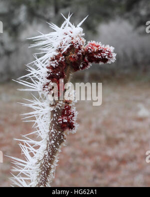 Cristaux de glace créer un faux Seahorse Banque D'Images