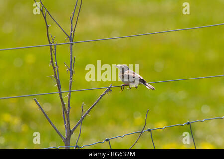 Pipit australasien (Anthus novaeseelandiae) perché sur une clôture en fil de fer Banque D'Images