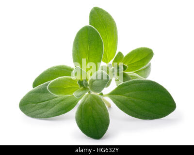 (Origanum majorana marjolaine fraîche), Tops, Close up. Chemins de détourage, les ombres séparés Banque D'Images