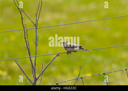 Australasian Sprague (Anthus novaeseelandiae) perché sur un grillage Banque D'Images