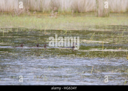 Canard musqué (biziura lobata) avec les poussins Banque D'Images