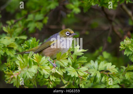 Silvereye ou wax-eye (Zosterops lateralis) perché dans un buisson Banque D'Images