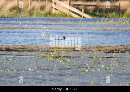 Canard musqué (Biziura lobata) éclaboussant de l'eau Banque D'Images