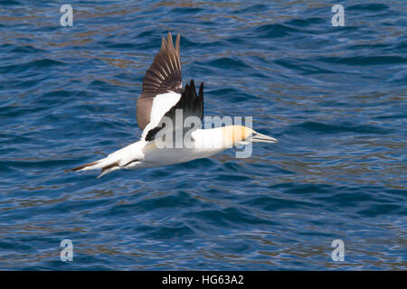 Australasien Gannet (Morus serrator ou Sula bassana), également connu sous le nom de Gannet australien et Tākapu Banque D'Images