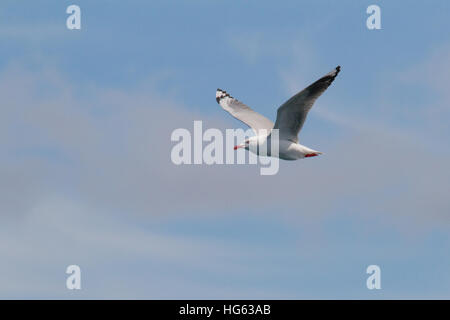 Pacific Gull (Larus pacificus) en vol Banque D'Images