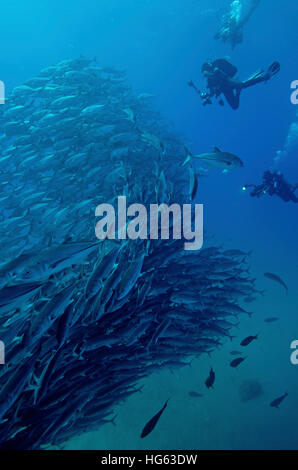 Les amateurs de plongée sous-marine avec une école de massive des crics à Cabo Pulmo au Mexique. Banque D'Images