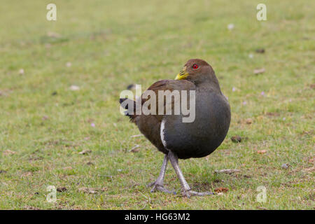 Nativehen tasmanien également connu comme thetasmanian-indigènes et autochtones tasmaniens hen hen (tribonyx mortierii) Banque D'Images