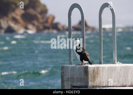 Cormoran à face noire (Phalacrocorax fuscescens) perché sur un mur de mer Banque D'Images