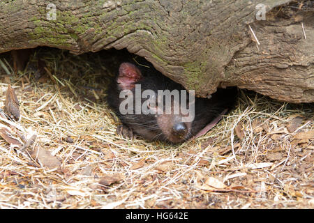 Diable de Tasmanie en captivité (sarcophilus harrisii) dans le cadre d'un log Banque D'Images