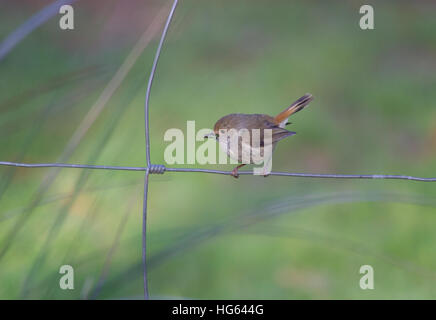 Acantise brun (acanthiza pusilla) perché sur un grillage Banque D'Images