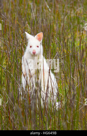 Wallaby à cou rouge ou Wallaby de Bennett (Macropus rufogriseus) Banque D'Images