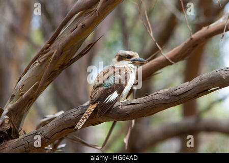 Laughing Kookaburra dacelo novaeguineae) (perché sur une branche Banque D'Images