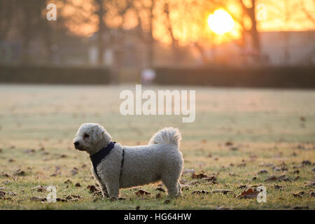 Londres se réveille pour une couverture de givre et d'un lever du soleil d'or sur un lundi matin très froid (05Dec16) comprend : Atmosphère Où : London, Royaume-Uni Quand : 05 déc 2016 Banque D'Images