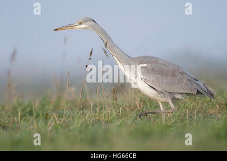 Héron cendré (Ardea cinerea ) marcher, marcher à travers un furtivement dans les prairies humides, la recherche de nourriture, typique Vue de côté. Banque D'Images