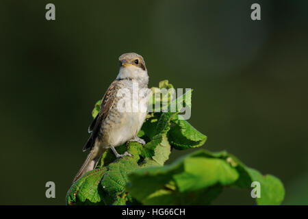 Red-grièche écorcheur (Lanius collurio), véritable, jeune oiseau, assis sur le dessus de buissons verts, regardant autour d'attention. Banque D'Images