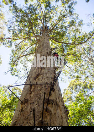 Les gens l'ascension de la Gloucester Tree, un arbre géant dans le karri Gloucester National Park de l'ouest de l'Australie. Banque D'Images