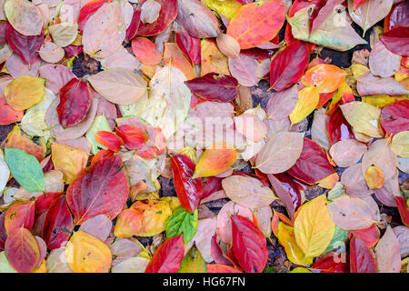 Automne humide tapis de feuilles de kaki Banque D'Images