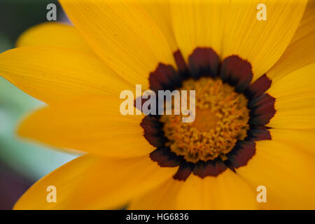 Gazania rigens 'new day', treasure flower Jane Ann Butler Photography JABP1752 Banque D'Images