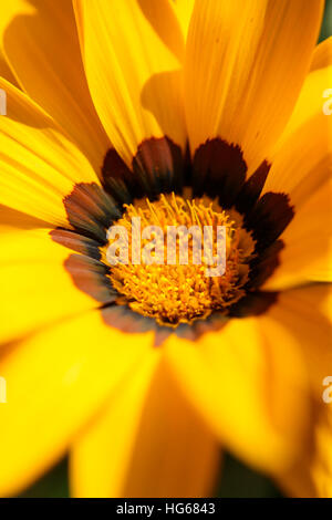 Gazania rigens 'new day', treasure flower Jane Ann Butler Photography JABP1751 Banque D'Images