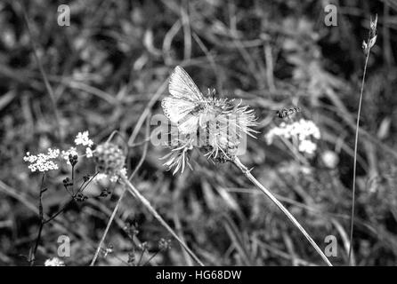 Une paire d'Adonis, Polyommatus Bellargus bleu, des papillons sur Logis Hôtel de West Sussex. Banque D'Images