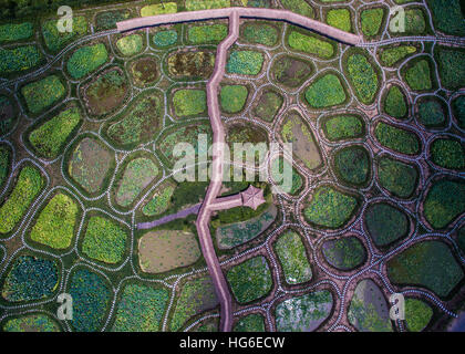 Beijing, Chine. 10 août, 2016. Photo prise le 10 août 2016 montre étangs de lotus dans Zhengfu Village, Tongxiang City, Zhejiang Province de Chine orientale. © Xu Yu/Xinhua/Alamy Live News Banque D'Images