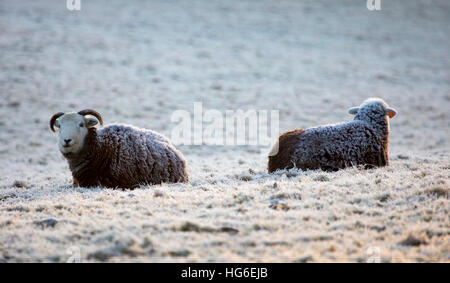 Les moutons se reposer pendant une nuit dans le village de gel Nannerch, Flintshire, Pays de Galles, Royaume-Uni Banque D'Images