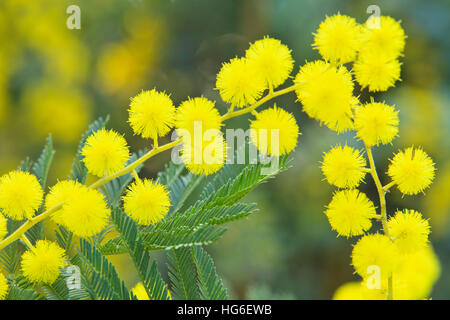 Silver Wattle ou mimosa 'Le Gaulois' Astier, Acacia dealbata 'Gaulois Astier' Banque D'Images