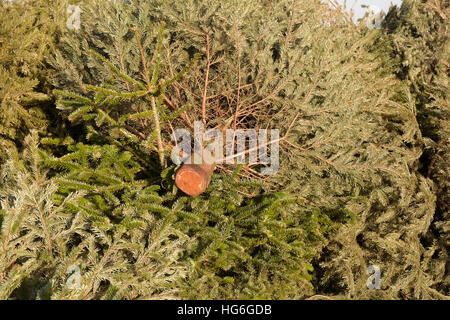 Londres, Royaume-Uni. 5Th Jan, 2017. Les arbres de Noël laissés par les sections locales dans la région de Talbot Place Blackheath, pour le conseil pour le recyclage. © claire doherty/Alamy Live News Banque D'Images