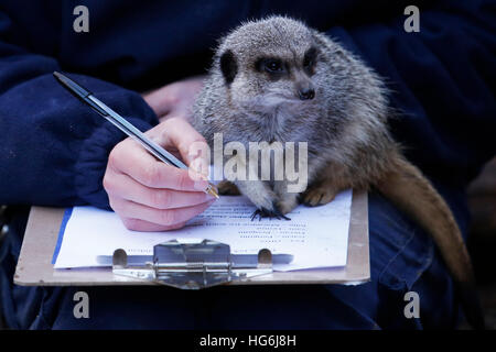 Eastbourne, Royaume-Uni. 5Th Jan, 2017. Zoo d'enregistrement Katherine Gibson pose avec les suricates comme elle rend le comptage des animaux annuel familial au zoo, parc Drusillas, à 1 156 km près de Eastbourne, Royaume-Uni Jeudi 5 janvier 2017. Le décompte annuel est l'un des plus grands emplois dans le journal et est entrepris par keepers autour du pays à cette époque de l'année. C'est effectué dans le cadre de la conformité aux lois, qui exige du zoo zoos et aquariums pour garder des enregistrements précis de chaque animal de la naissance à la mort, l'arrivée et au départ. © Luke MacGregor/Alamy Live News Banque D'Images