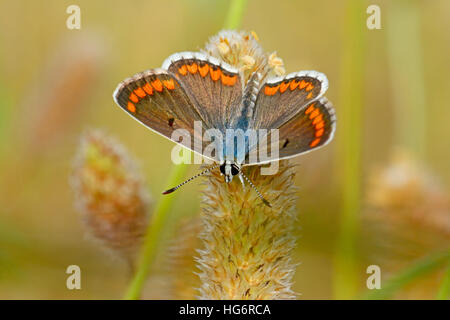 Aricia agestis, papillon Argus brun Banque D'Images