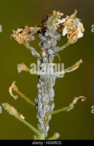 pucerons sur les plantes Banque D'Images