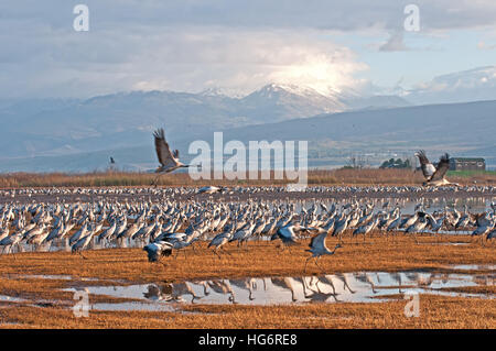 Grues d'Agamon Hula, Israël Banque D'Images