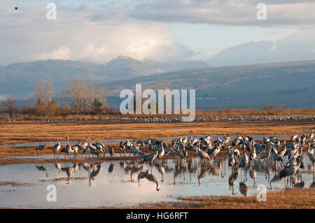 La Hula grues et de l'Hermon mountain Banque D'Images