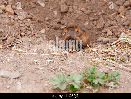 Gaufre peeking out de terrier Banque D'Images