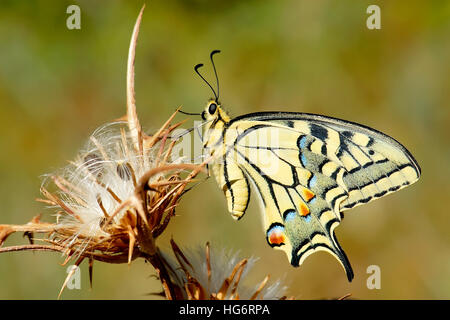 Papillon machaon Papilio machaon, Israël, Banque D'Images